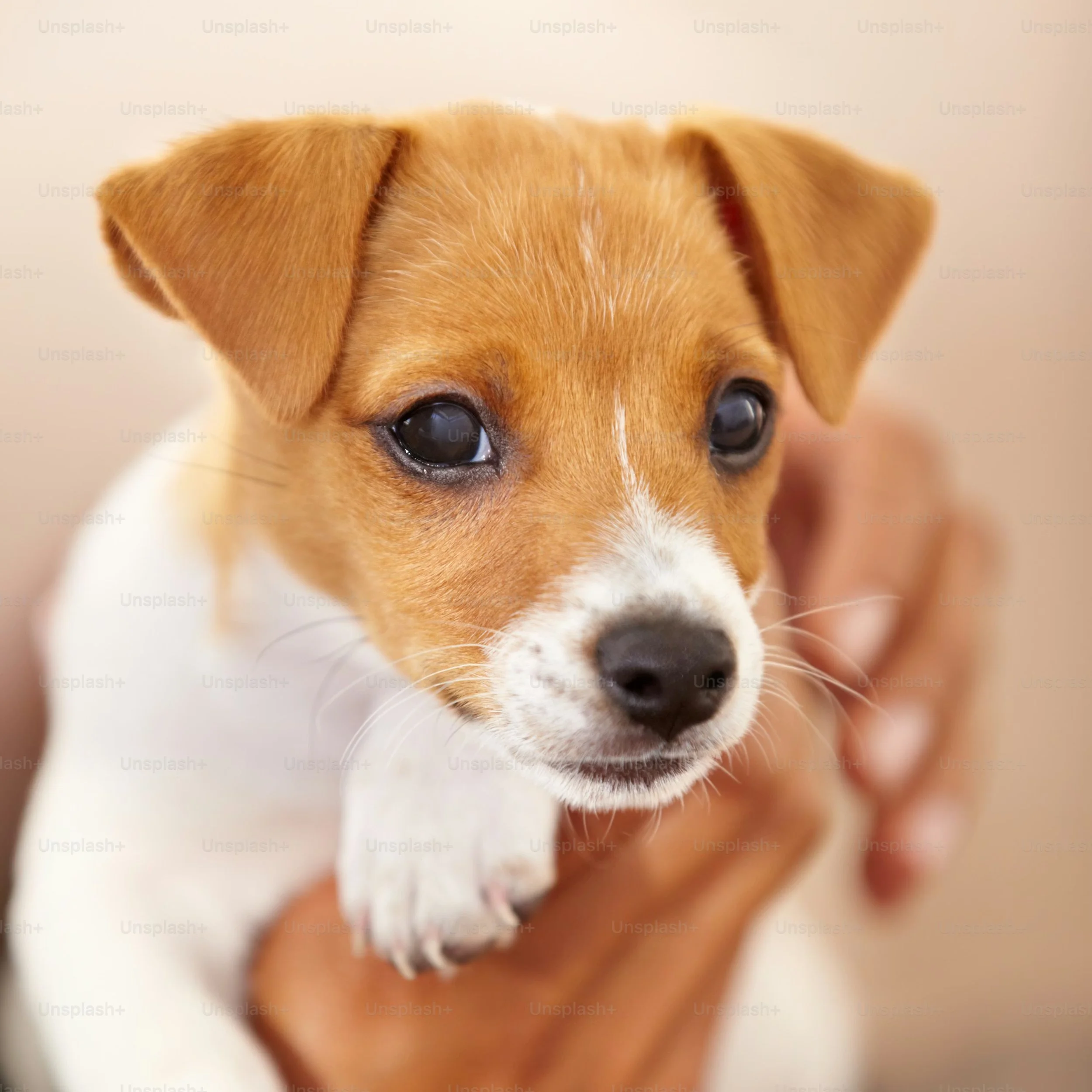 How Puppies Make You Happy
