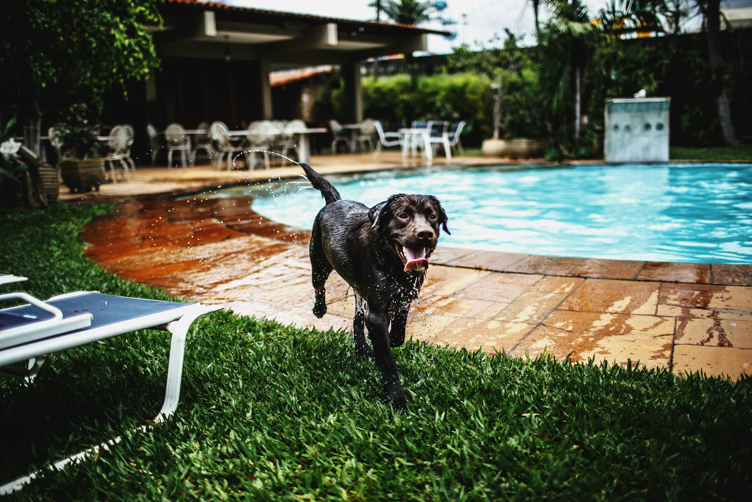 Dog Chase