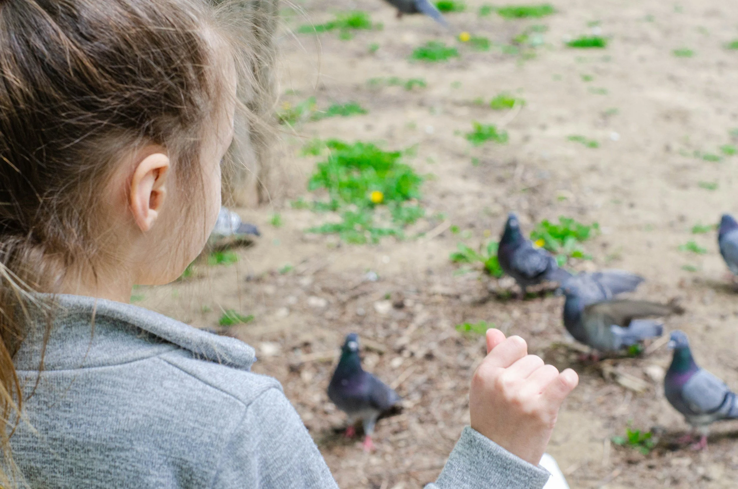 Talking to Animals