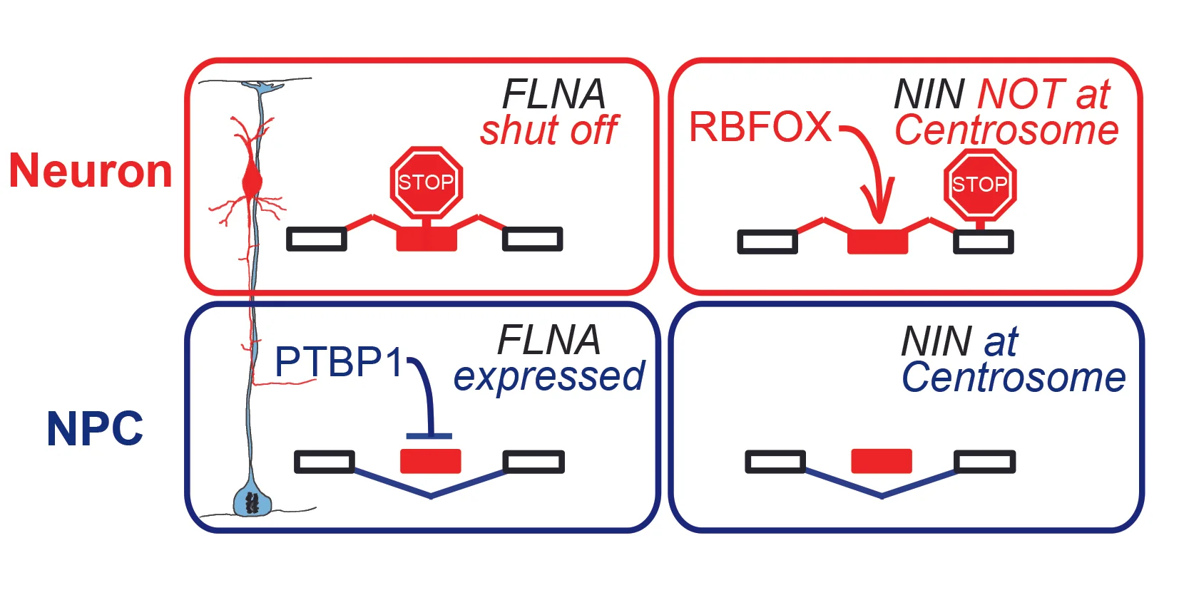 Cell-type-specific RNA splicing controls neocortex development (2016)