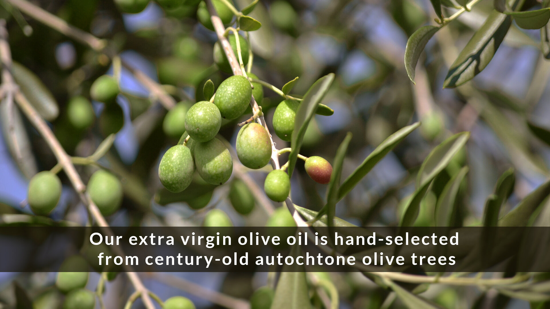 Hand Selected Olive Oil