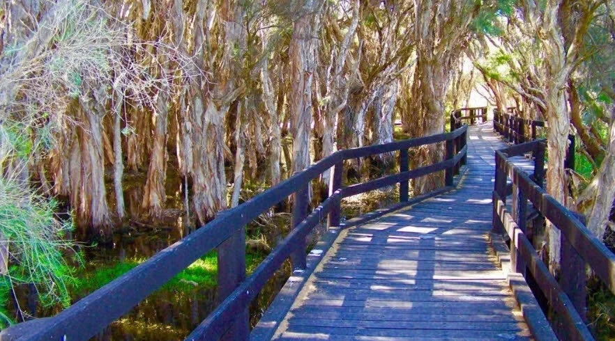bridge.jpg