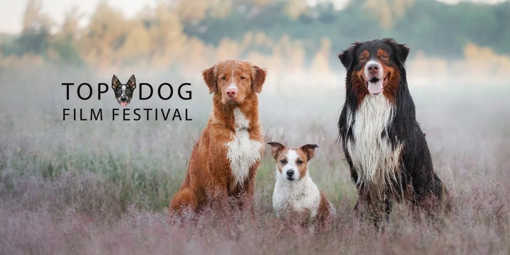 DUNEDIN: Top Dog Film Festival 2024
