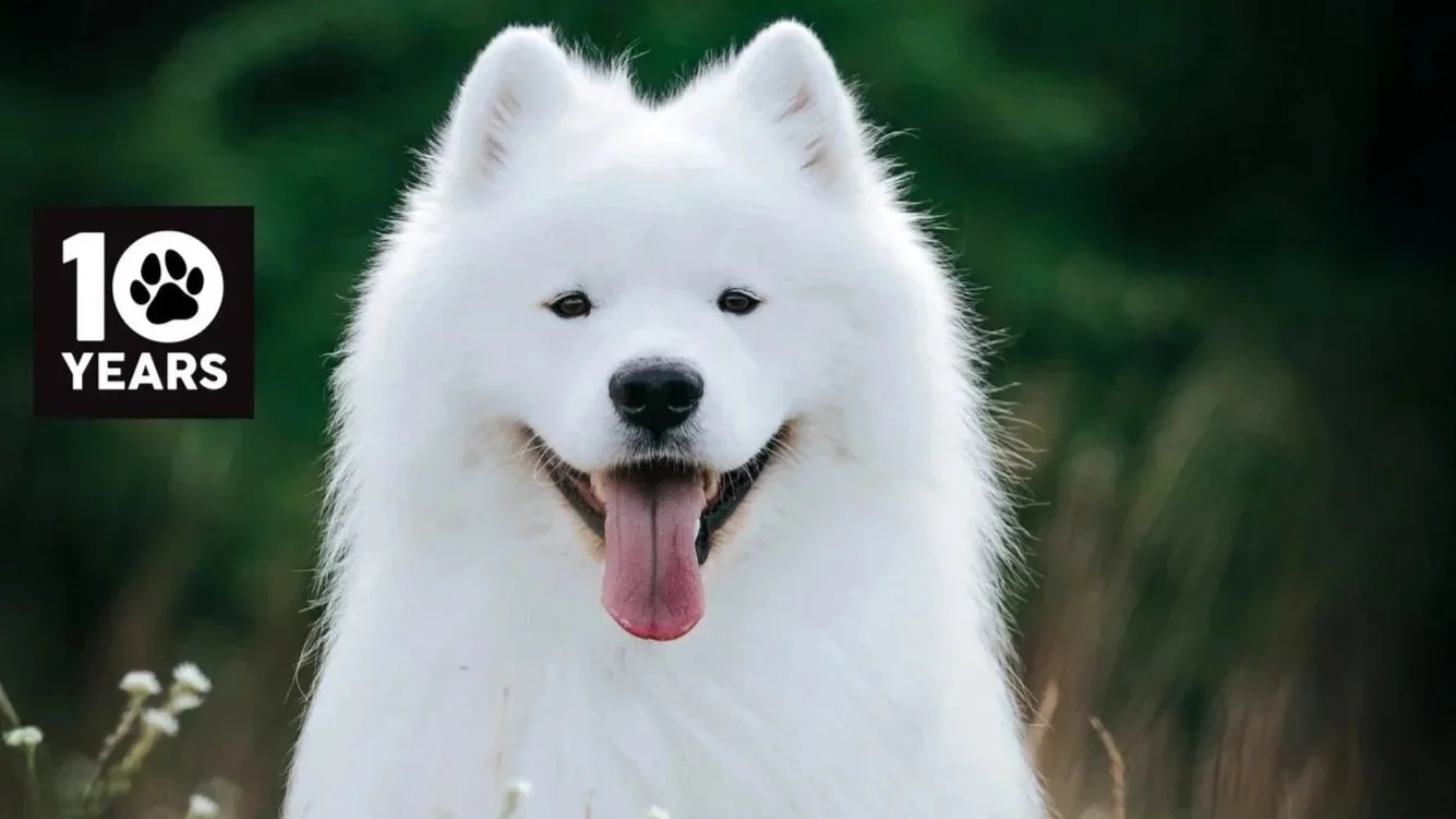 TOP-DOG-HUMANITIX-2.jpg
