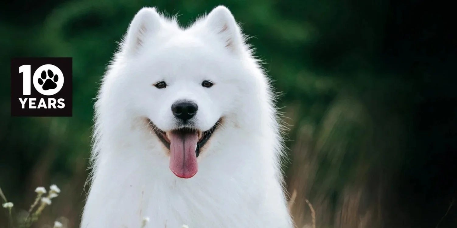 TOP-DOG-HUMANITIX-2.jpg