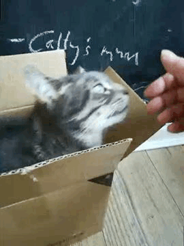 assholecat.gif
