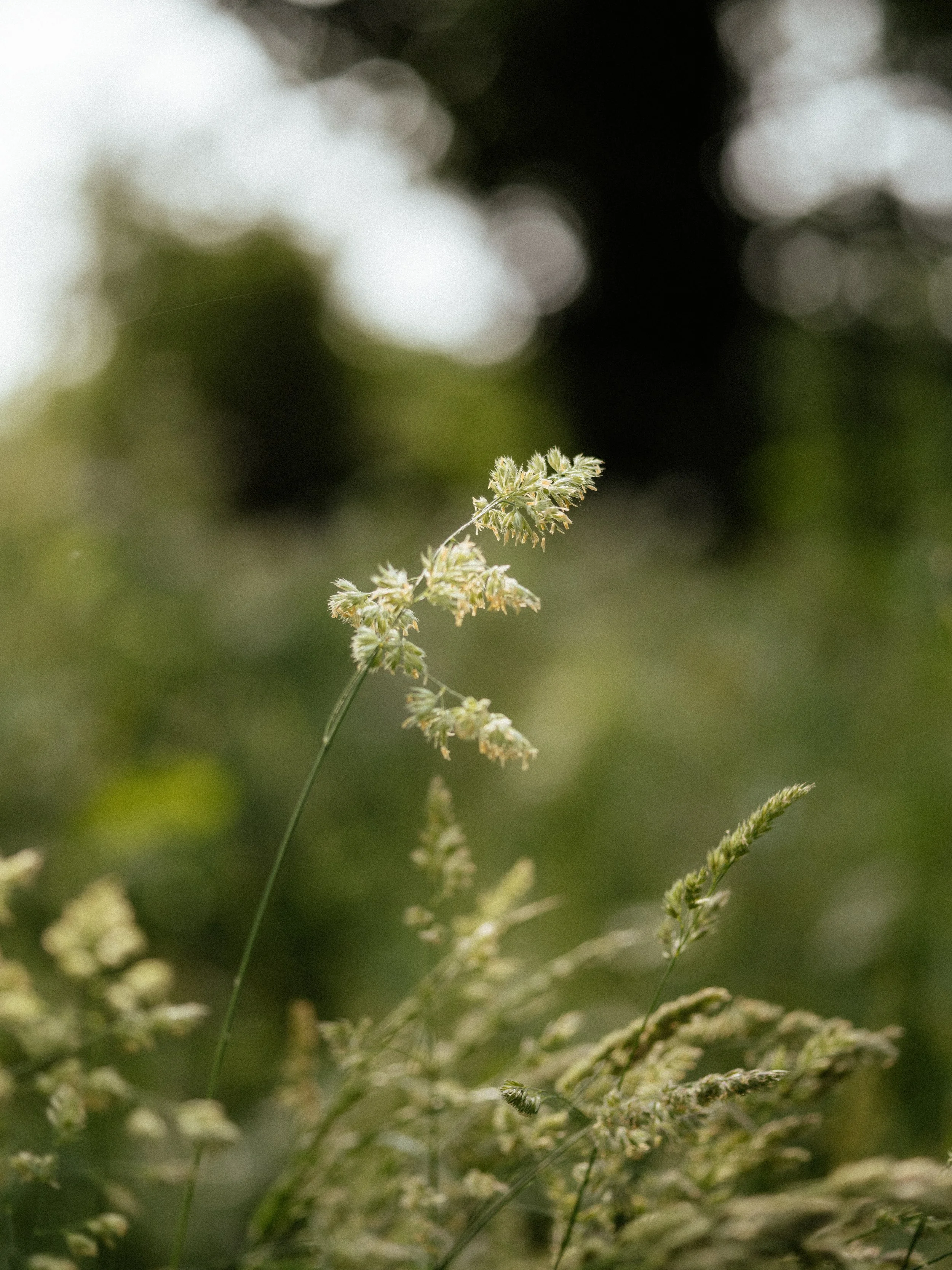 The frequency of scent