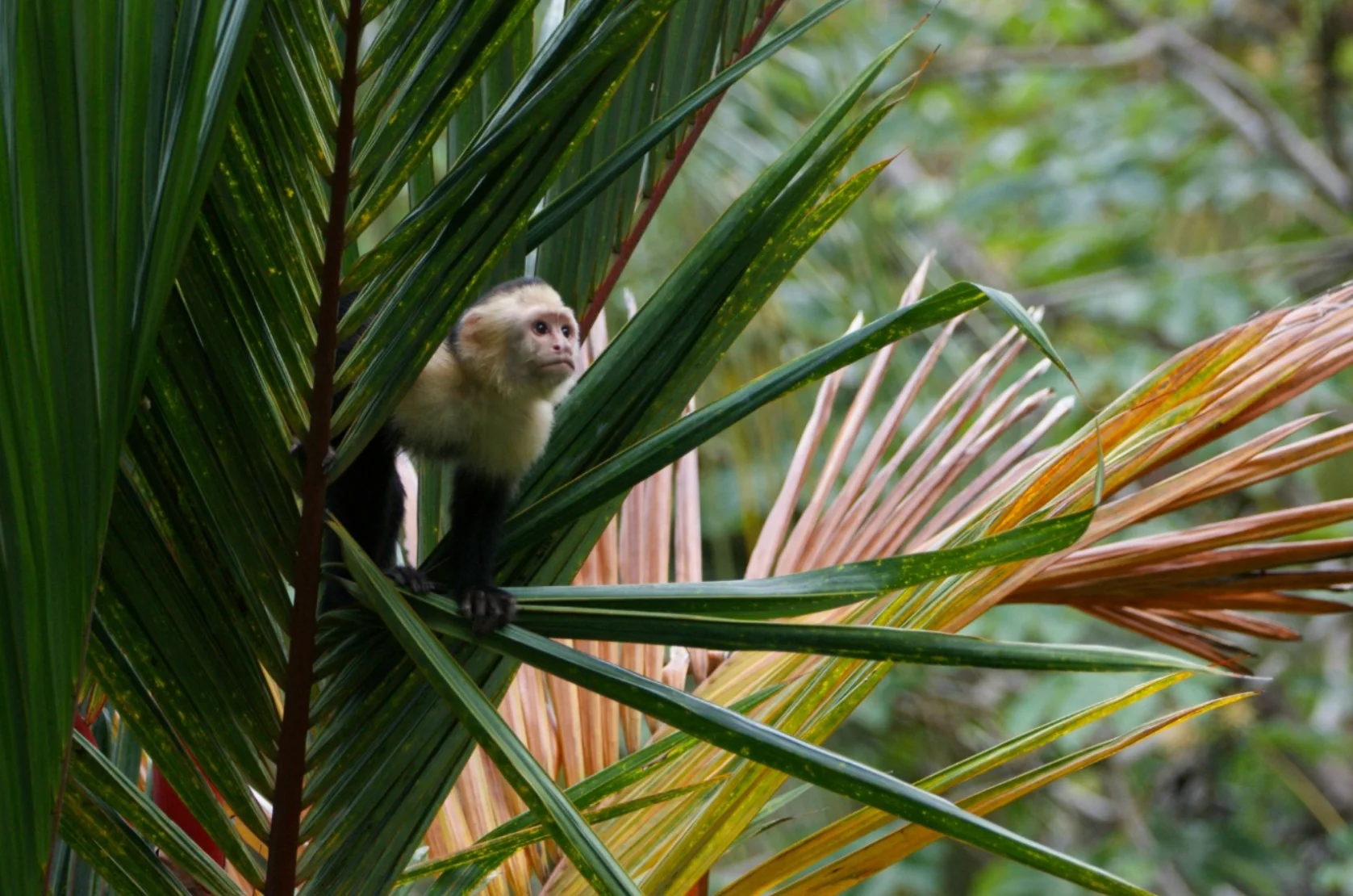 Gumbalimba+Park+Roatan.jpg