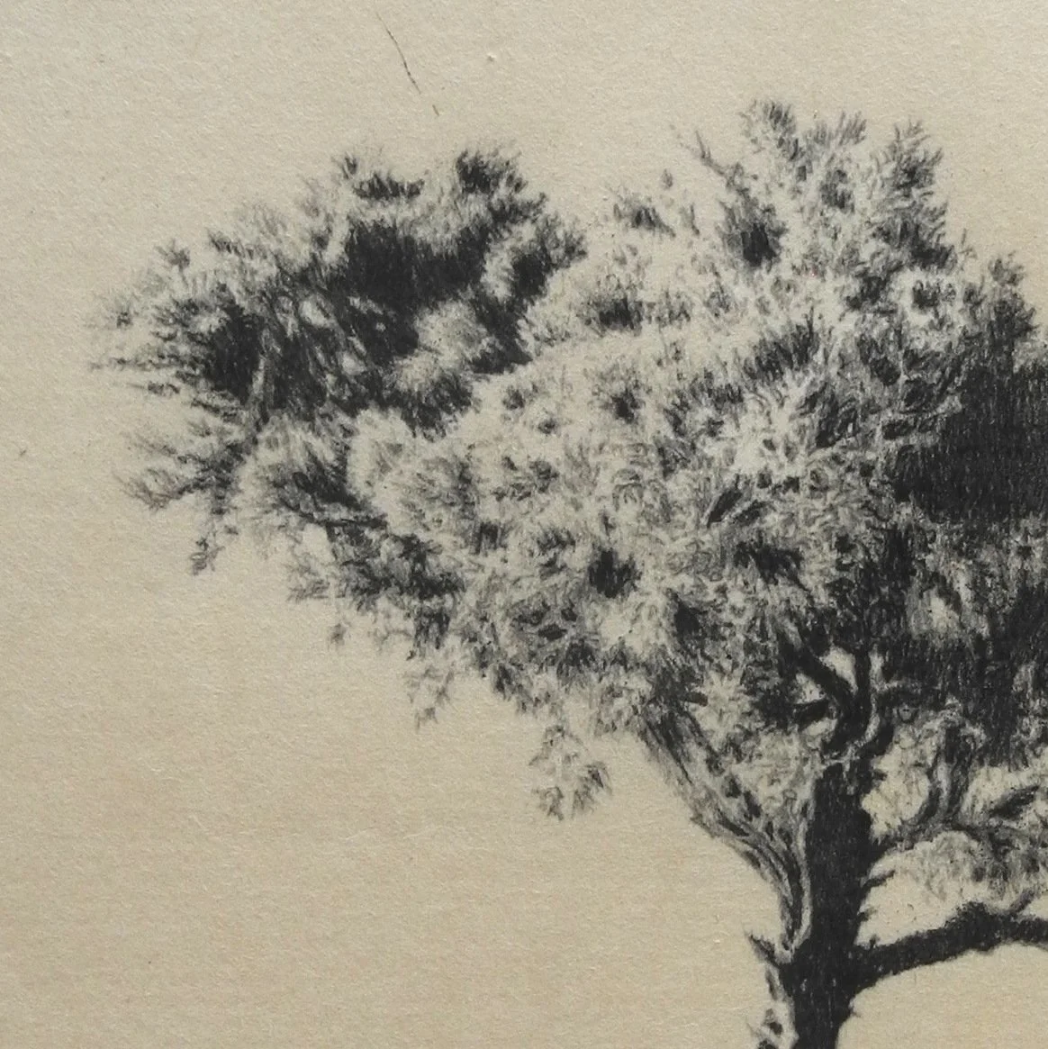 TREE detail copy 1.jpeg