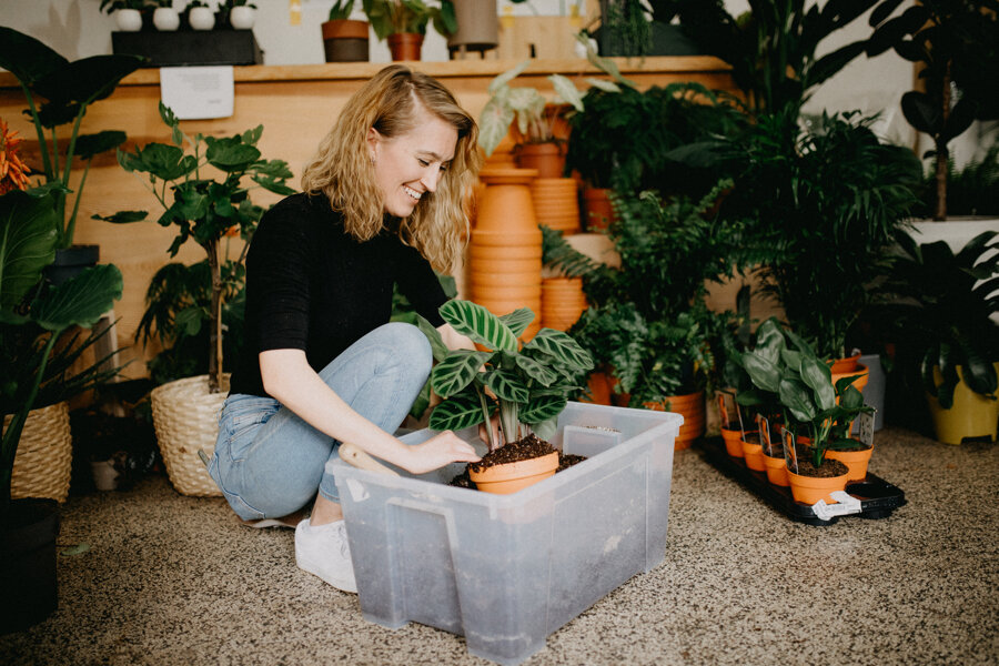 Pokojové rostliny a udržitelnost: 5 základních věcí, na které si dát pozor