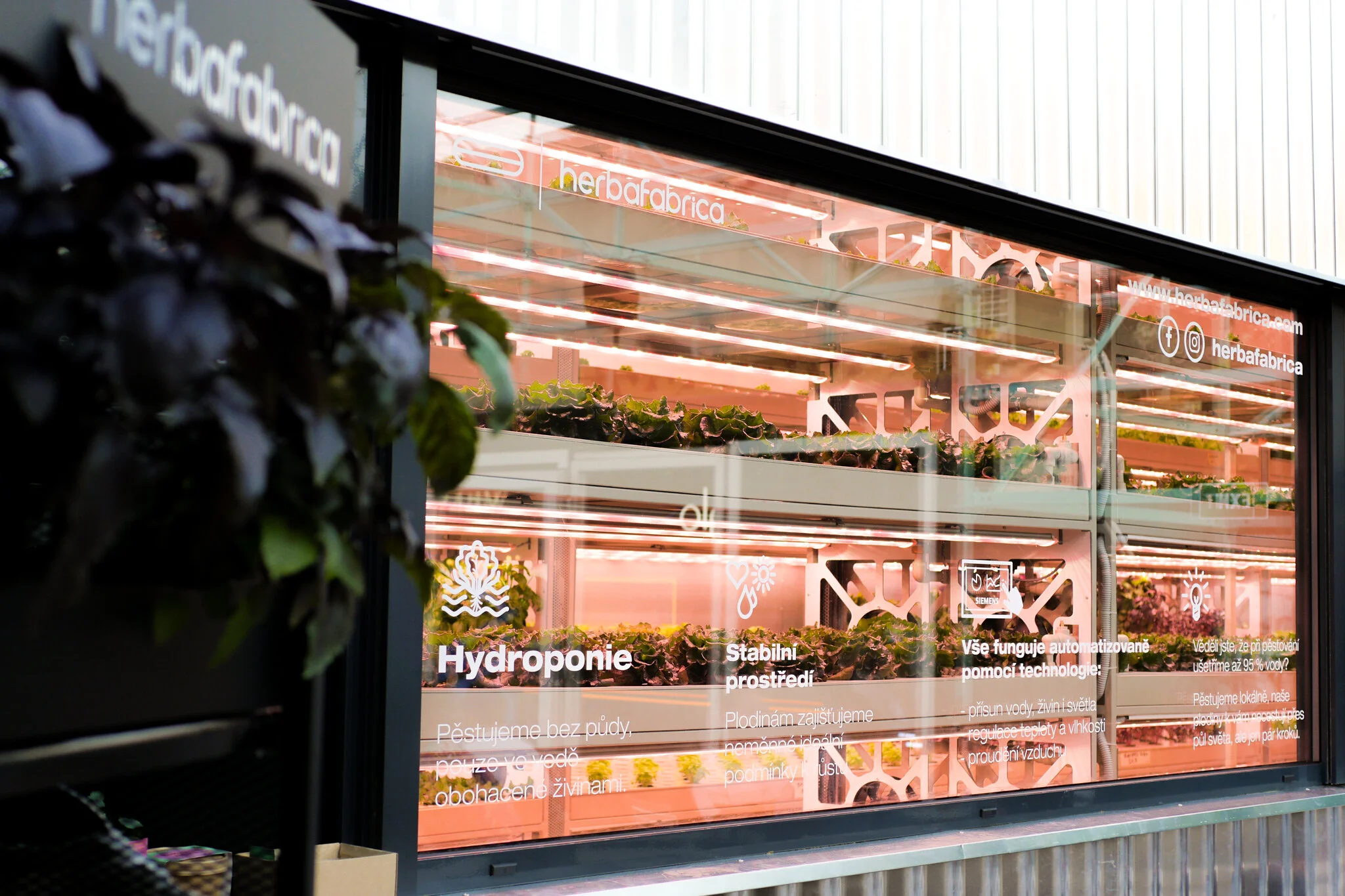 Hydroponie aneb jde to i bez půdy. Jak vypadá revoluce v pěstování rostlin?