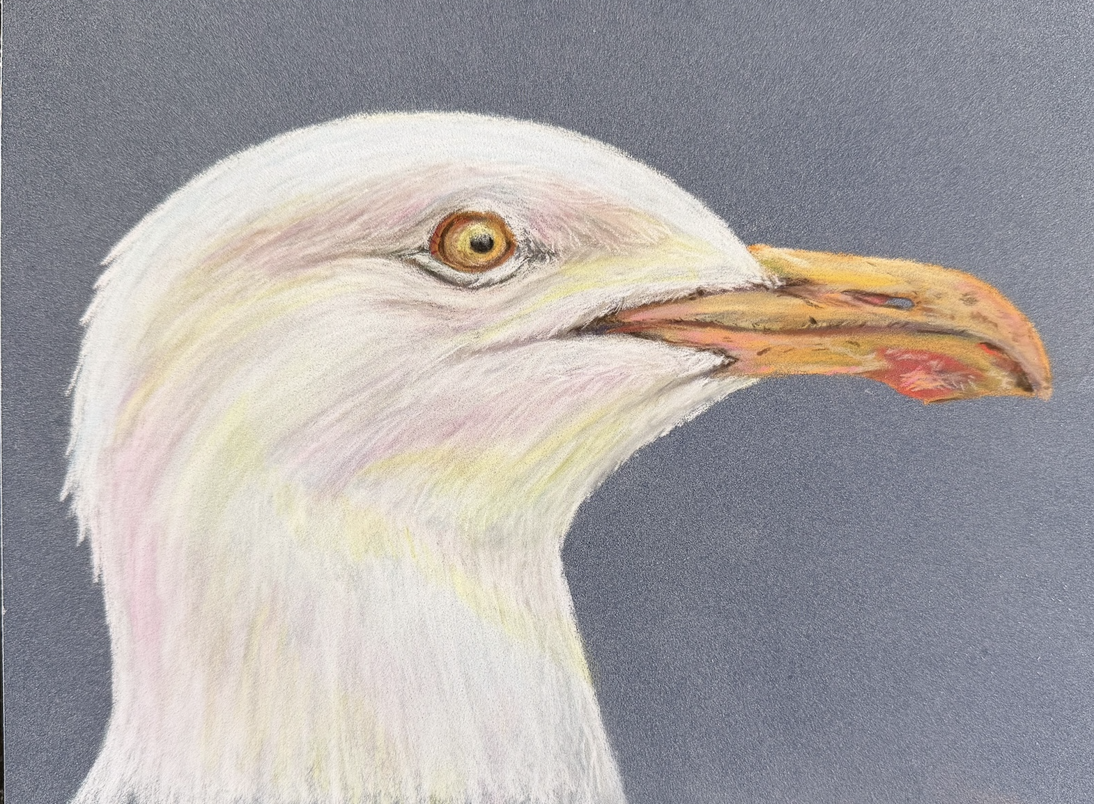 Anderson - Shiny Gull.png