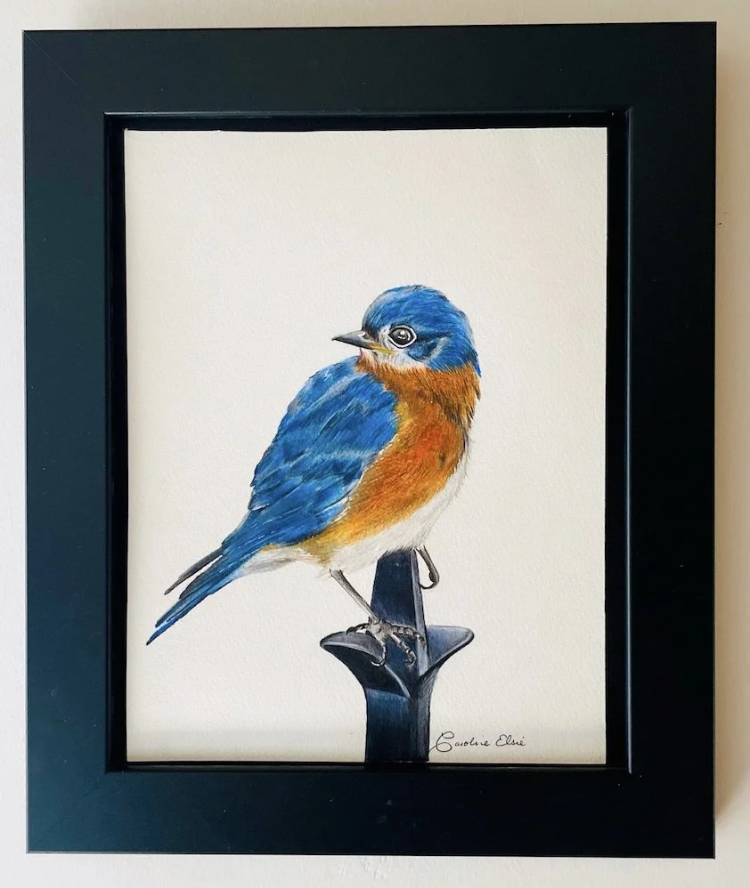 Teague - Bluebird Perched - Caroline Teague.jpeg