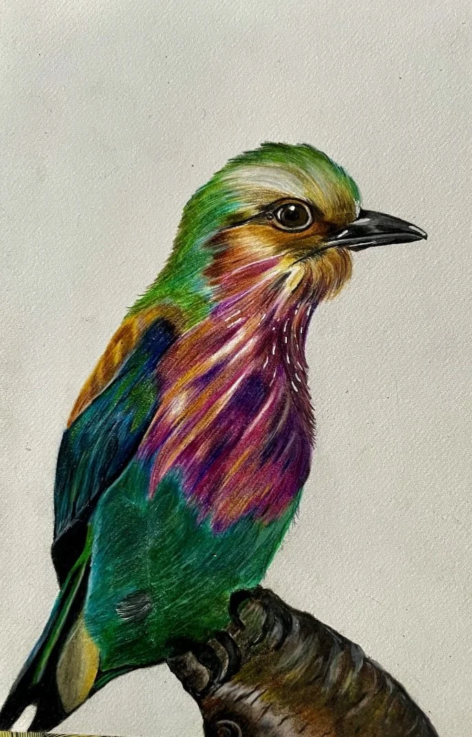 Teague - Lilac Breasted Roller Bird - Caroline Teague.jpeg