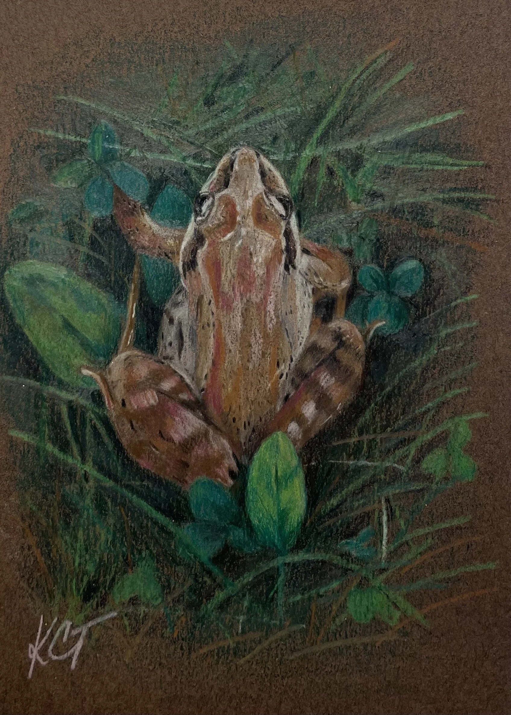 Collari Troake - Froggy (2024).jpg