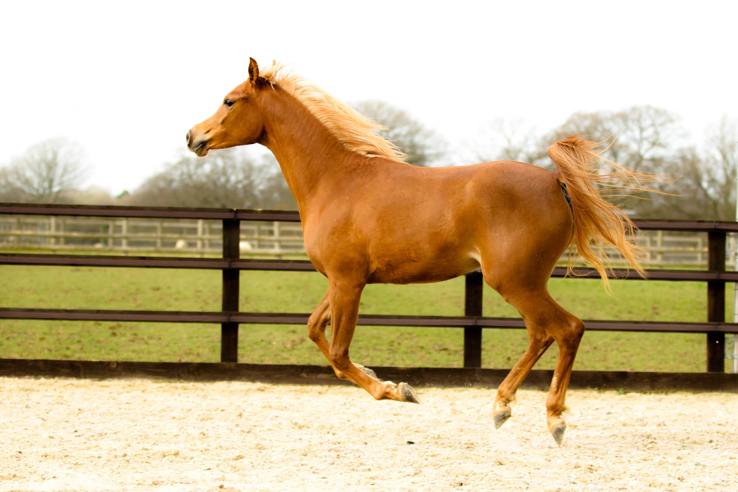 Equestrian-9.jpg