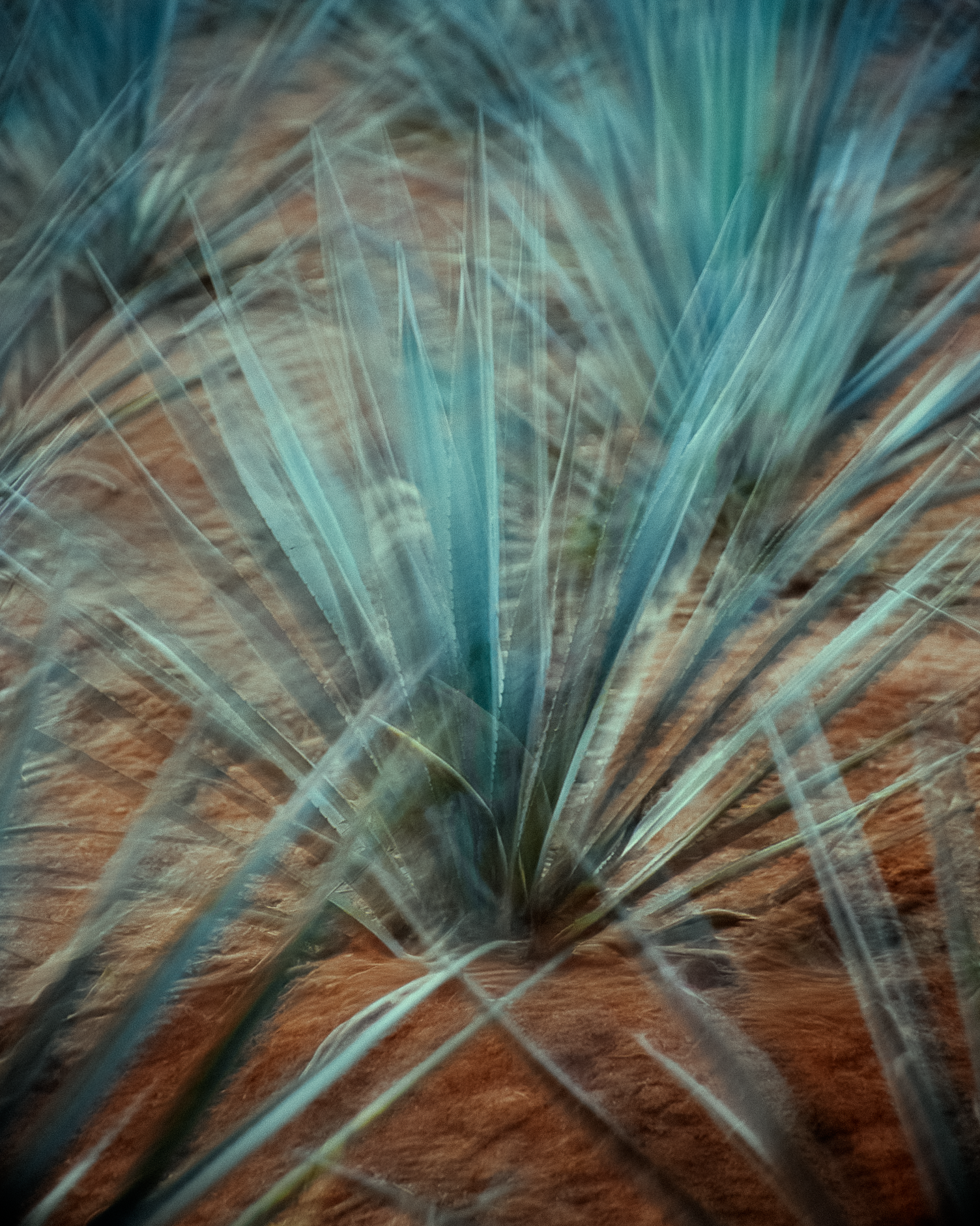 Gí_Tenamá_Photographer_Los_Angeles----8.png