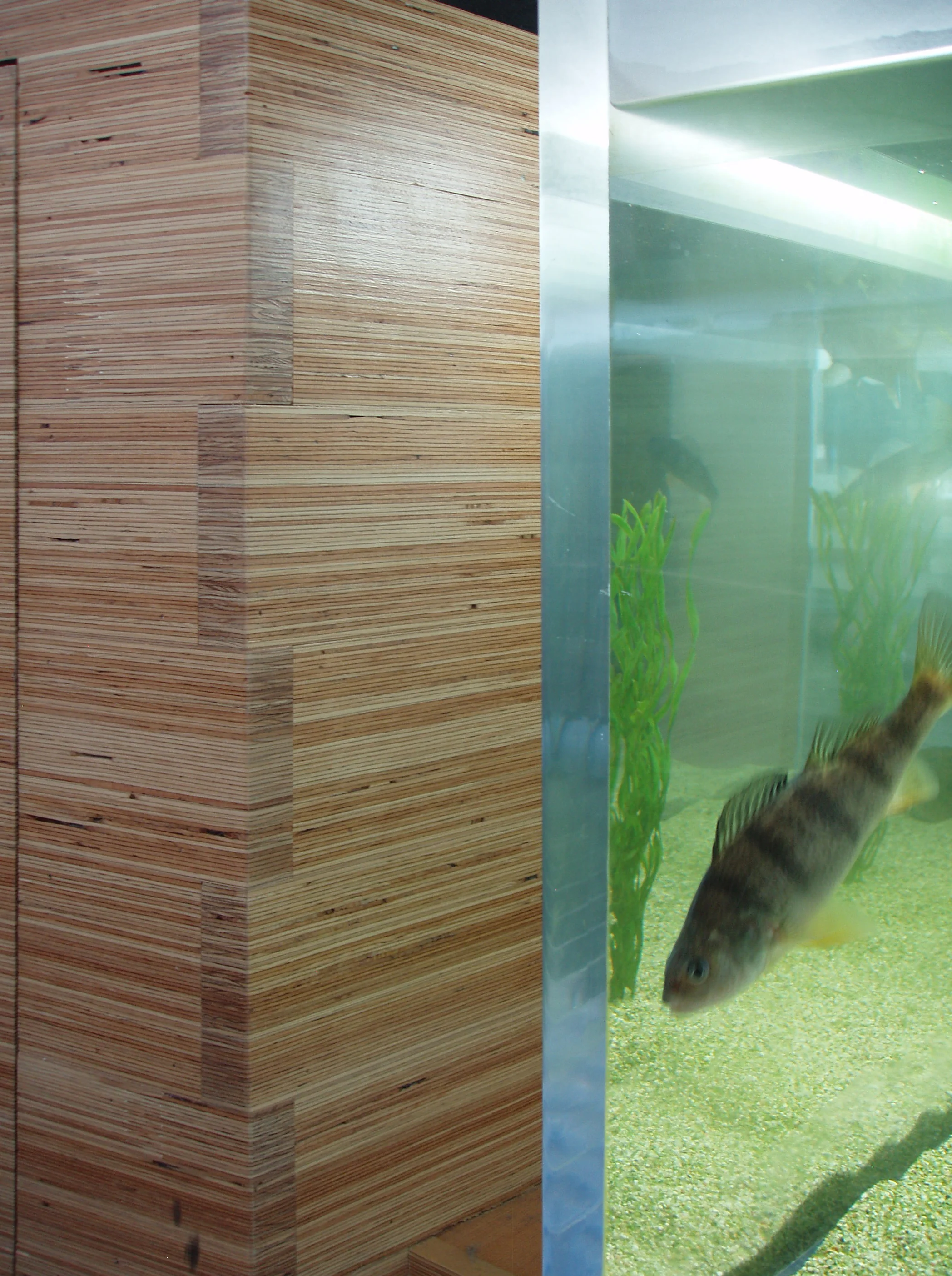 GL_fishtank_01.jpg