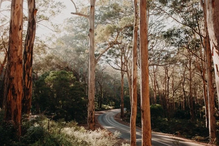 Boranup-Forest-Margaret-River-photographer.jpg.jpg