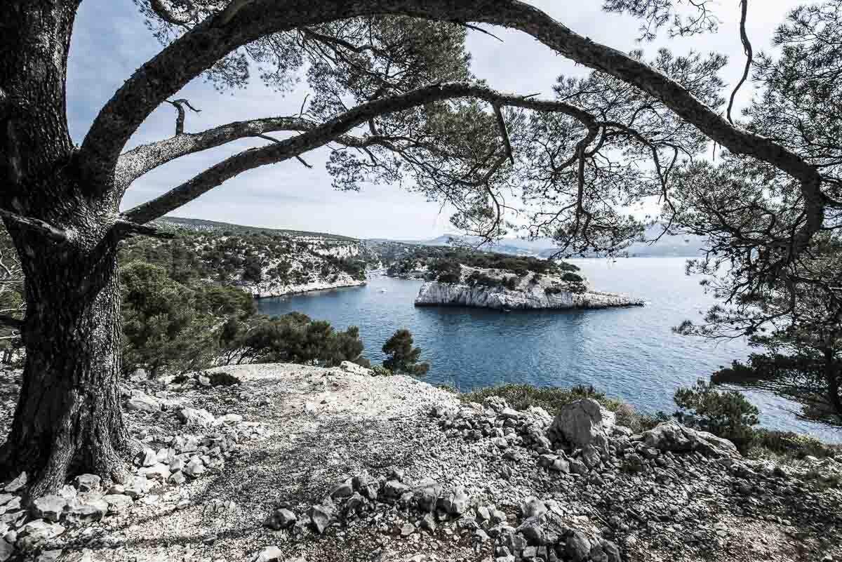 ARBRE DANS LES CALANQUES - CASSIS