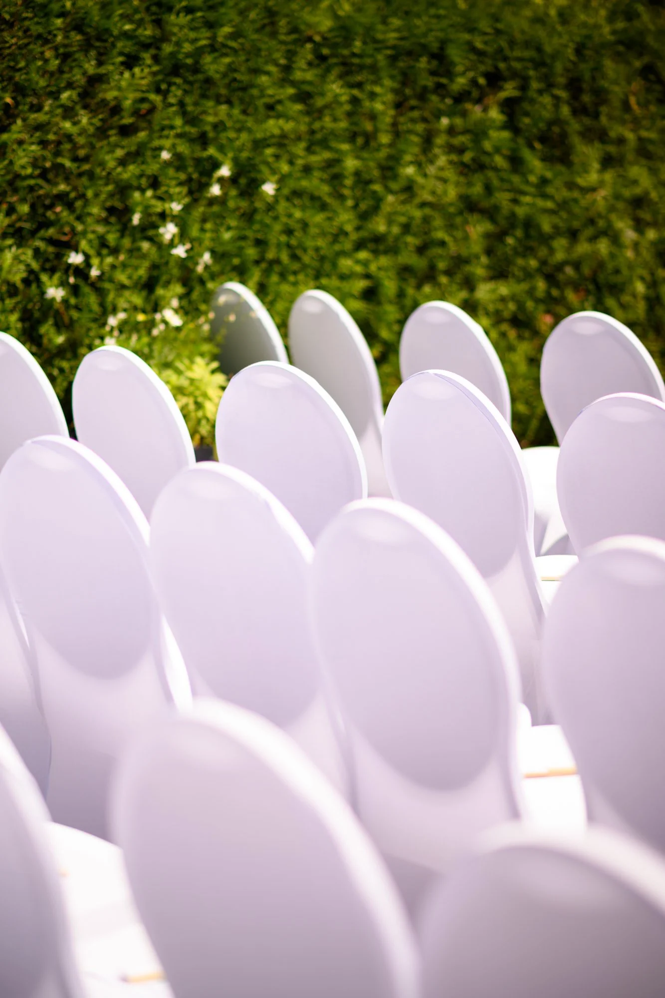 Chaises blanches alignées en plein air devant un mur de buissons verts