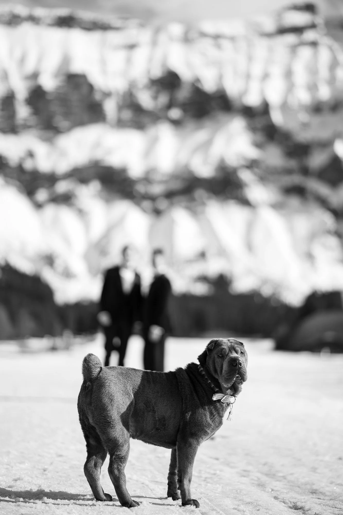 Un chien de race mastiff sur la neige avec deux personnes en costume en arrière-plan, au-dessus de montagnes enneigées.
