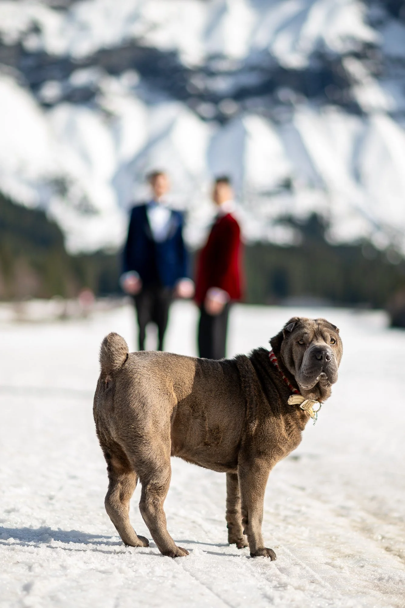 Un chien couleur fauve sur la neige avec deux hommes flous en arrière-plan, devant un paysage de montagnes enneigées.