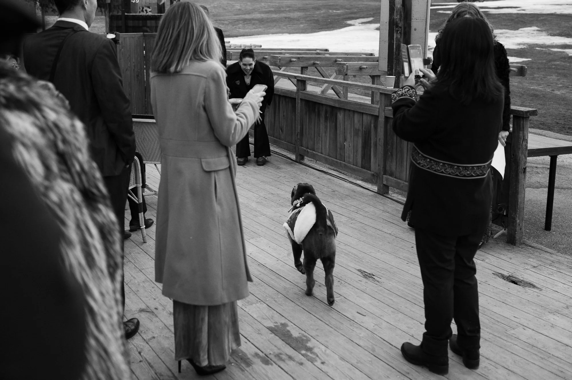 Un chien avec un manteau blanc marche sur une terrasse en bois entourée de plusieurs personnes, dont deux prennent des photos ou vidéos avec leurs téléphones, et une personne filme ou photographie le chien, dans un environnement extérieur.