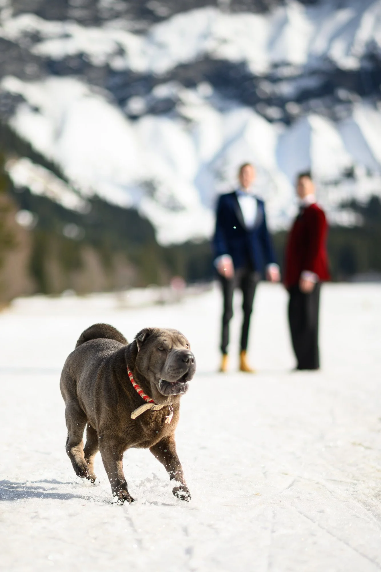 Un chien Chow Chow marron est en train de courir dans la neige, avec deux hommes en costume flous en arrière-plan, un en costume bleu et l'autre en costume rouge, avec une montagne enneigée en arrière-plan.