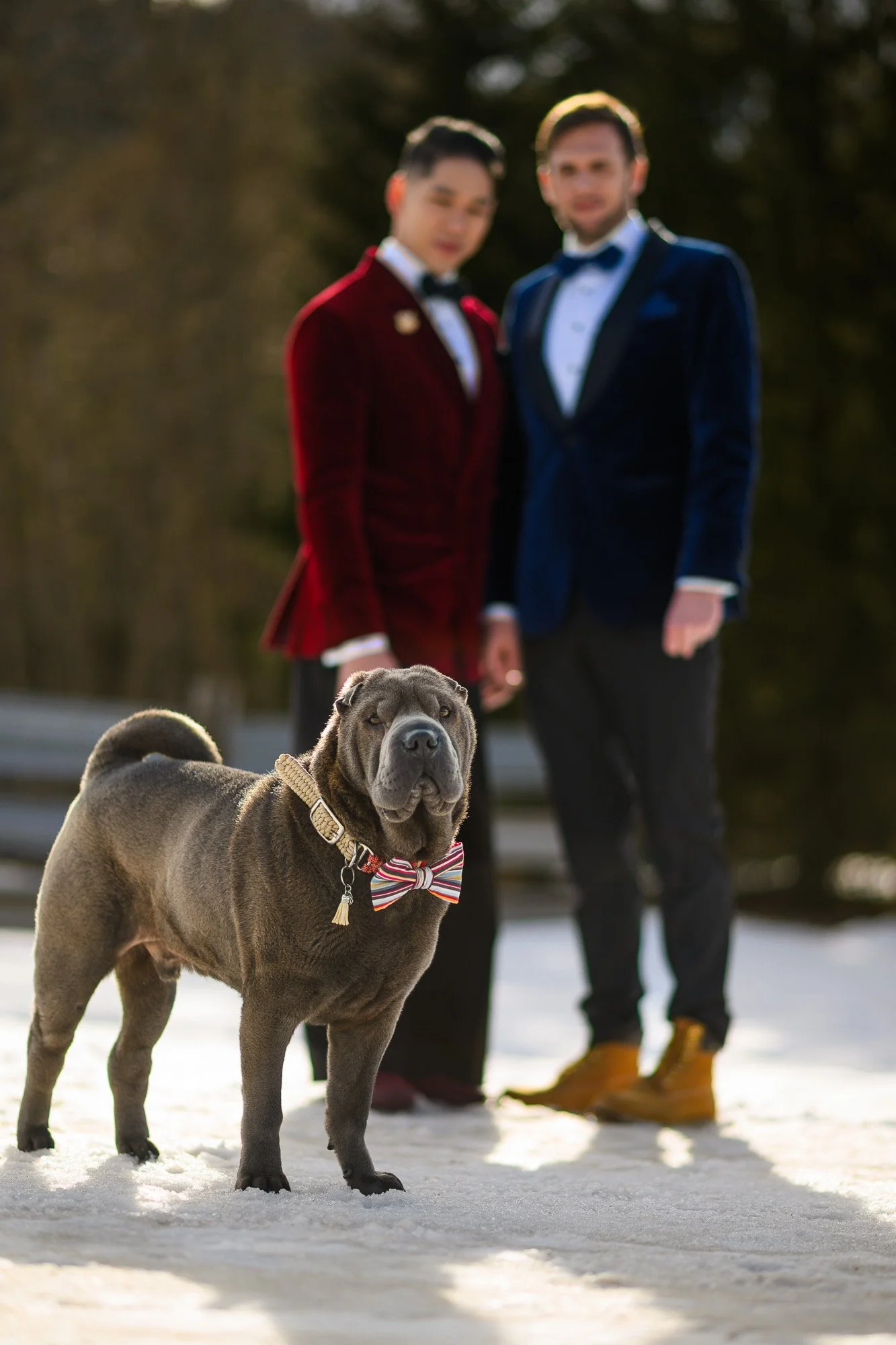 Un chien de race Shar Pei portant un nœud papillon à rayures, avec deux hommes en costumes tuxedo flous en arrière-plan, dehors en hiver.