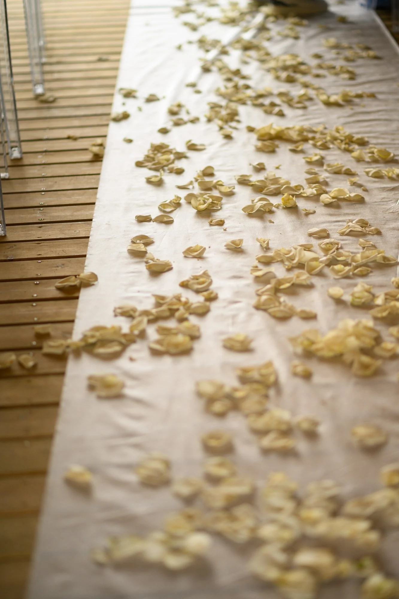 Petites fleurs de jasmin séchant sur une longue feuille en papier sur un sol en bois.