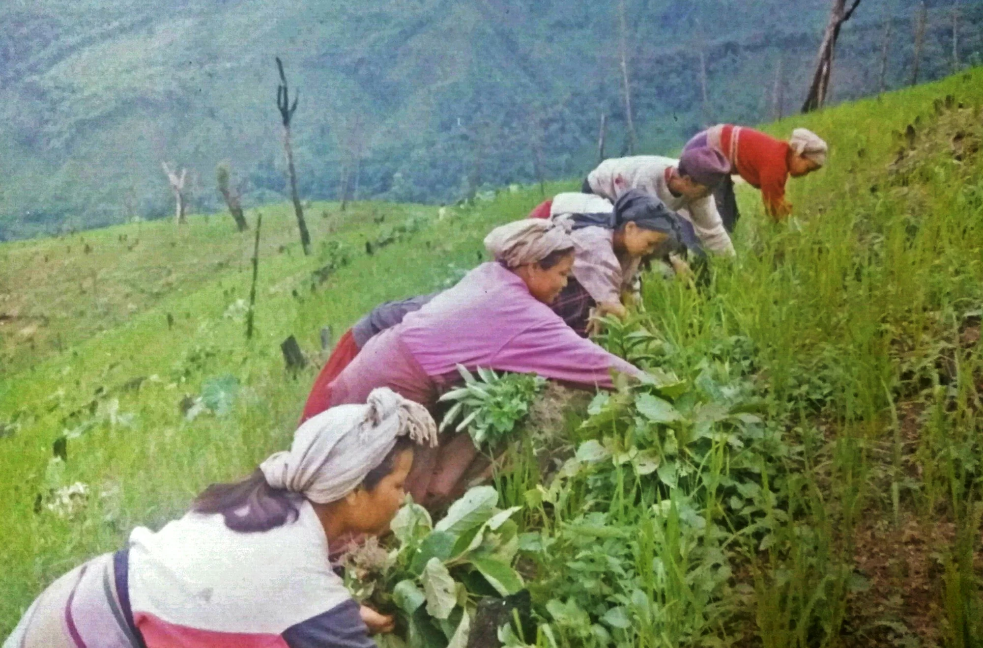 The rice field Lamboi cultivated for 10 years to support his siblings following the death of their parents.
