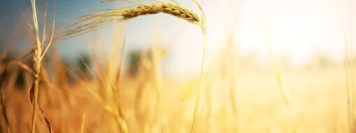 wheat.jpg