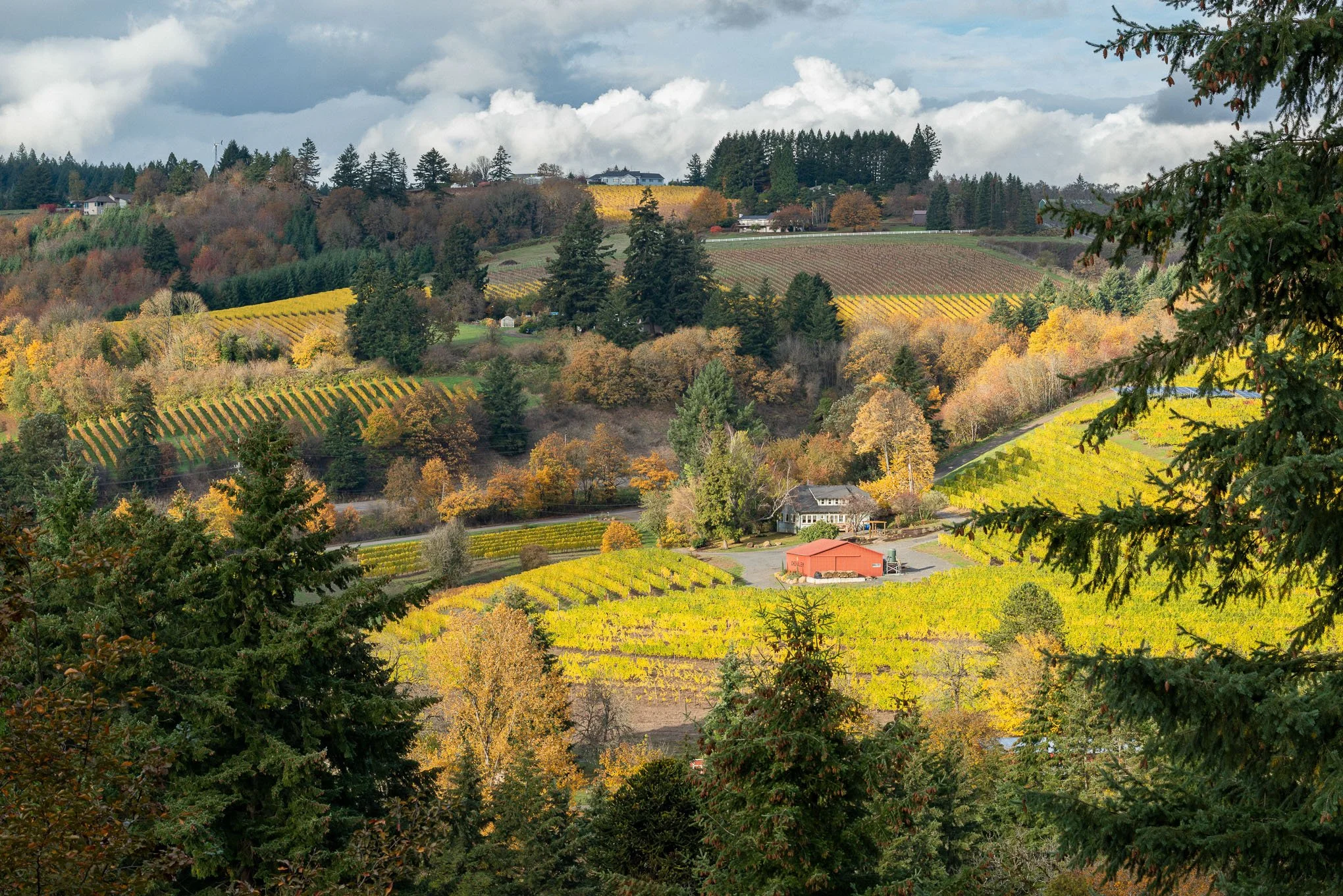chehalem-fall-2-autumn-newberg-oregon-vineyards-rex-hill-corral-creek-landscape-photography-brendan-alex-phoenix.jpg