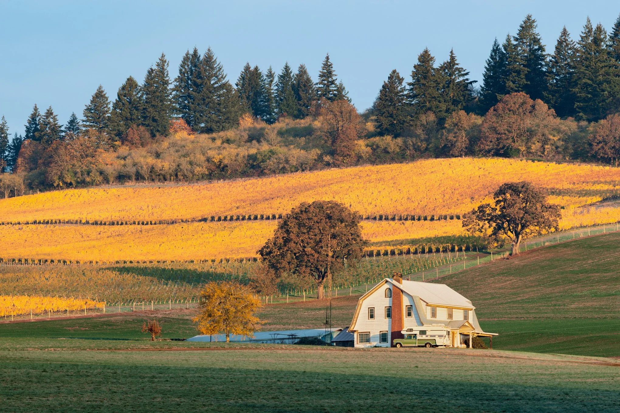 gold-and-green-dundee-oregon-wine-country-landscape-photography-by-brendan-alex-phoenix.jpg