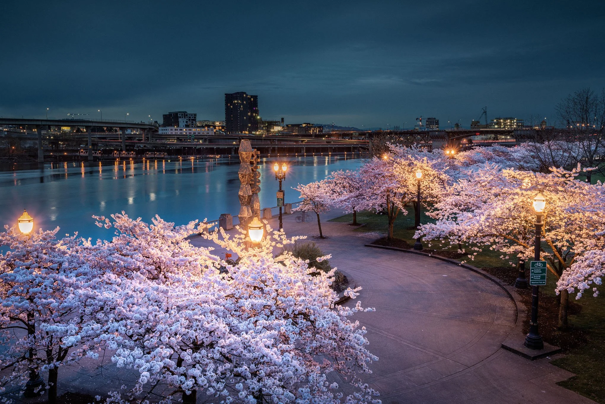willamette-cherry-blossoms-tom-mccall-waterfront-park-portland-oregon-bluehour-landscape-photography-brendan-alex-phoenix.jpg
