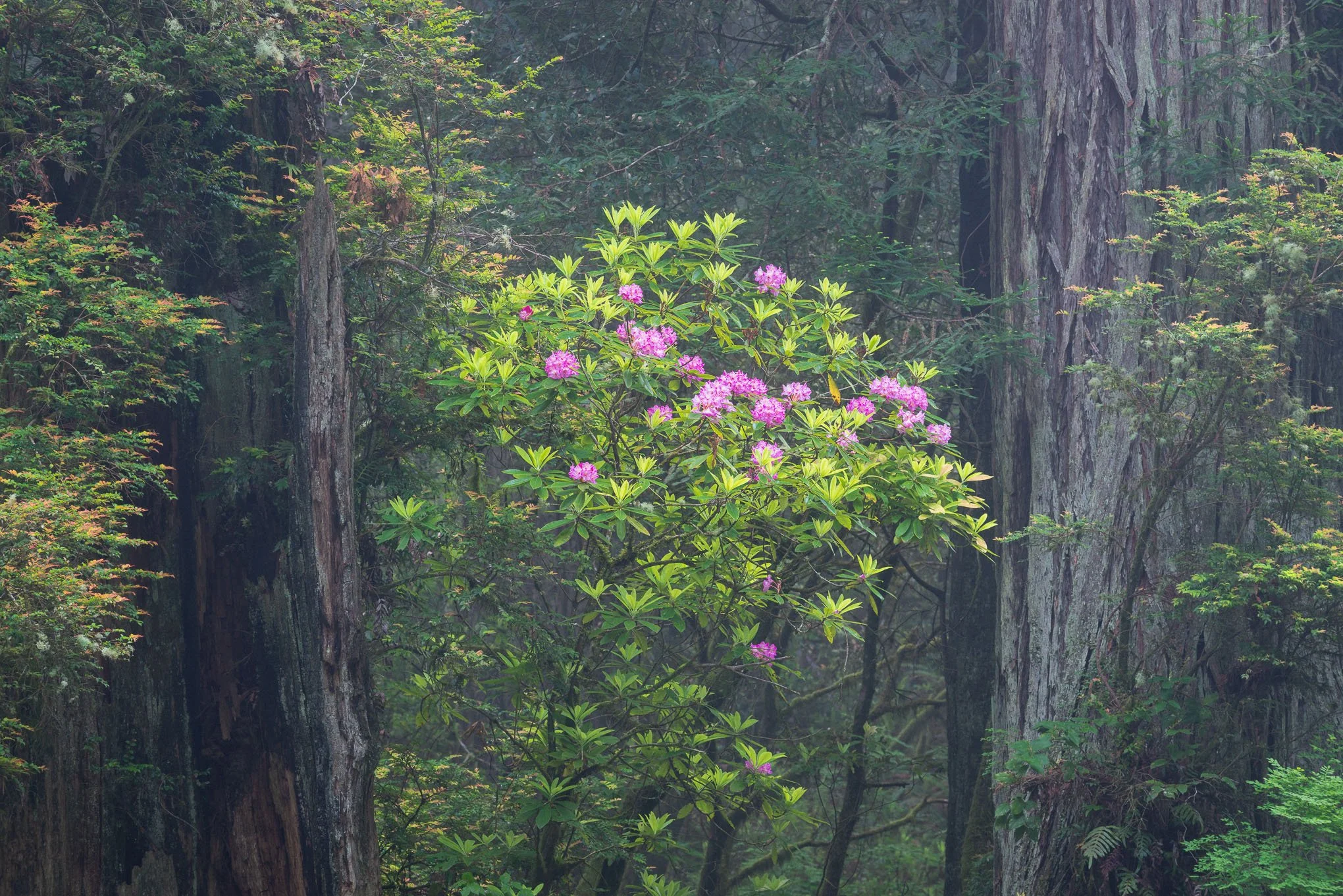 bouquet-2-rhododendrons-highway-101-california-redwoods-landscape-photography-brendan-alex-phoenix.jpg