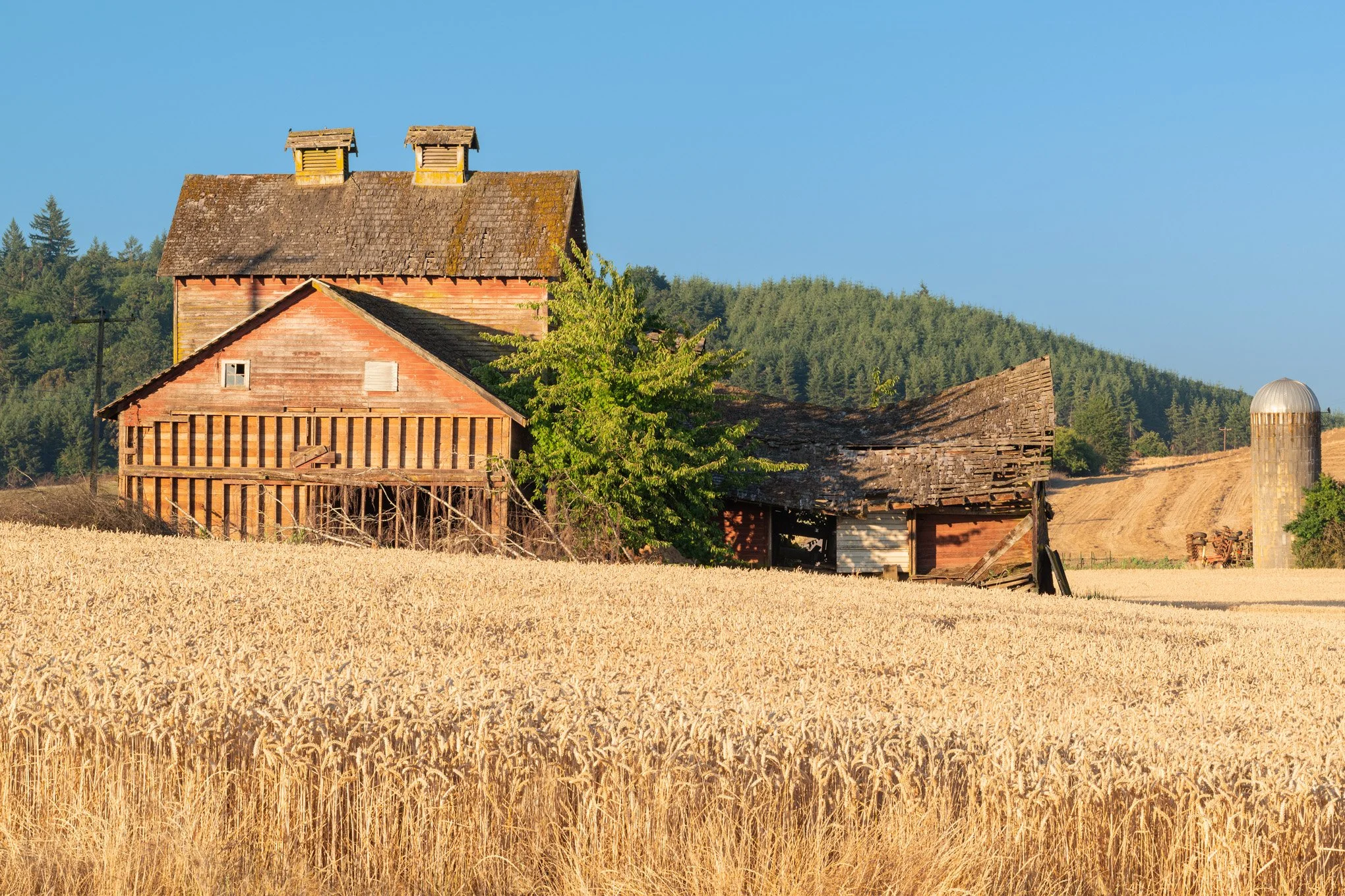 golden-valley-old-abandoned-farm-building-wheat-field-forest-hills-yamhill-county-oregon-rural-landscape-photography-brendan-alex-phoenix.jpg