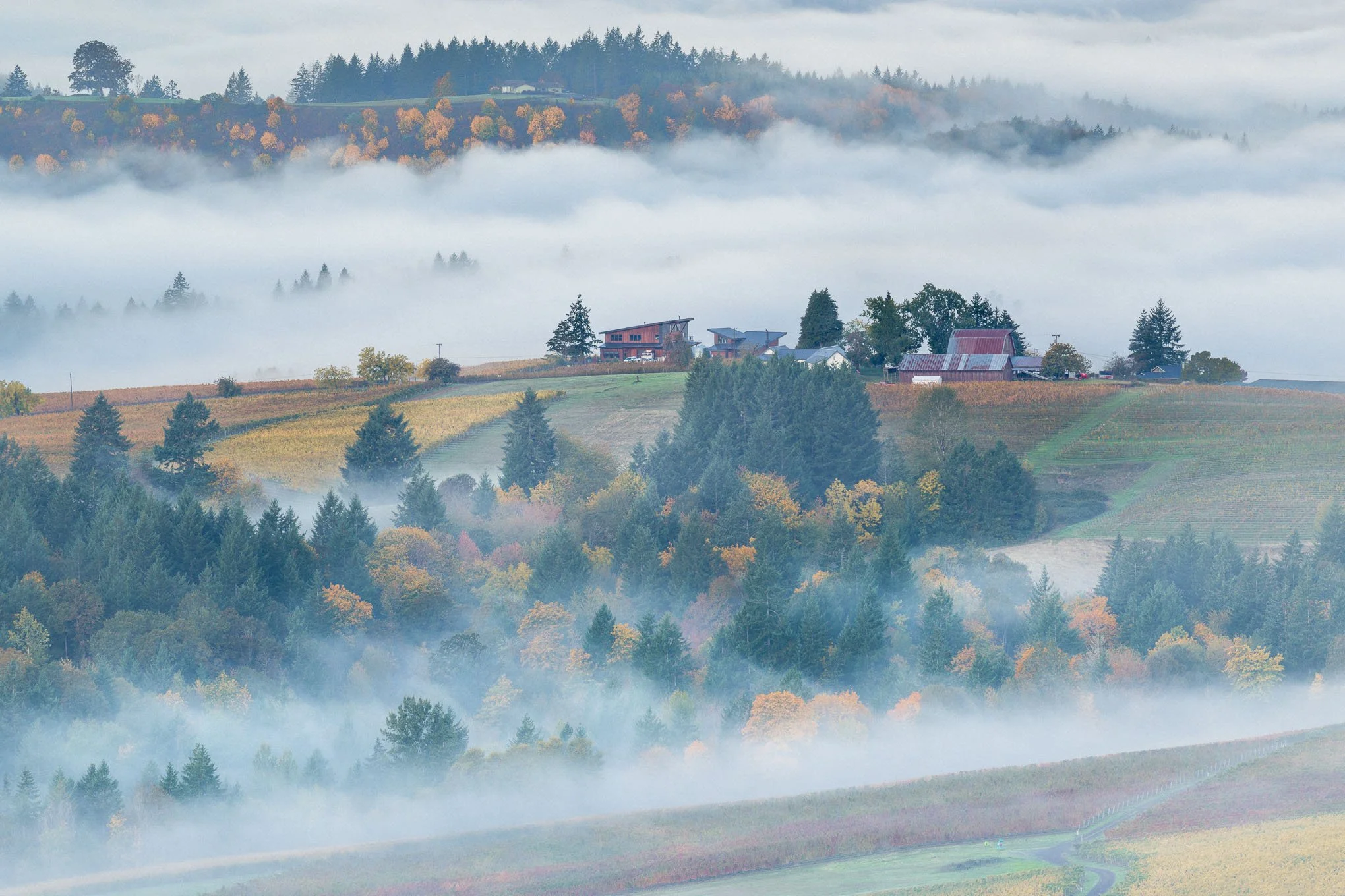 kings-grade-eminent-domaine-vineyard-willamette-valley-foggy-autumn-hills-fall-colors-oregon-wine-country-landscape-photography-brendan-alex-phoenix.jpg
