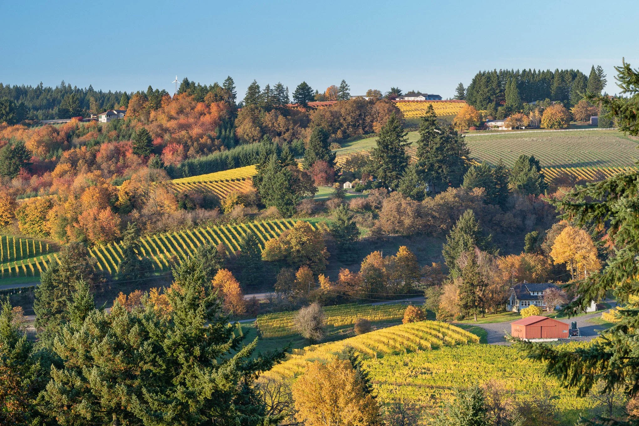 chehalem-fall-1-autumn-newberg-oregon-vineyards-rex-hill-corral-creek-landscape-photography-brendan-alex-phoenix.jpg