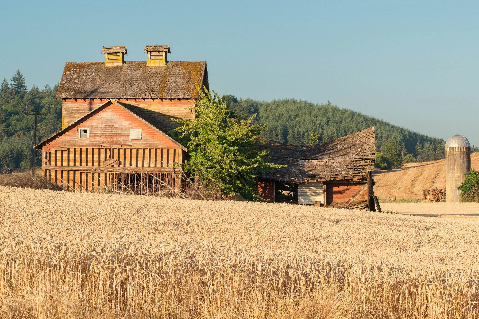 kuehne-road-barn-old-abandoned-farm-building-wheat-field-forest-hills-yamhill-county-oregon-rural-landscape-photography-brendan-alex-phoenix.jpg