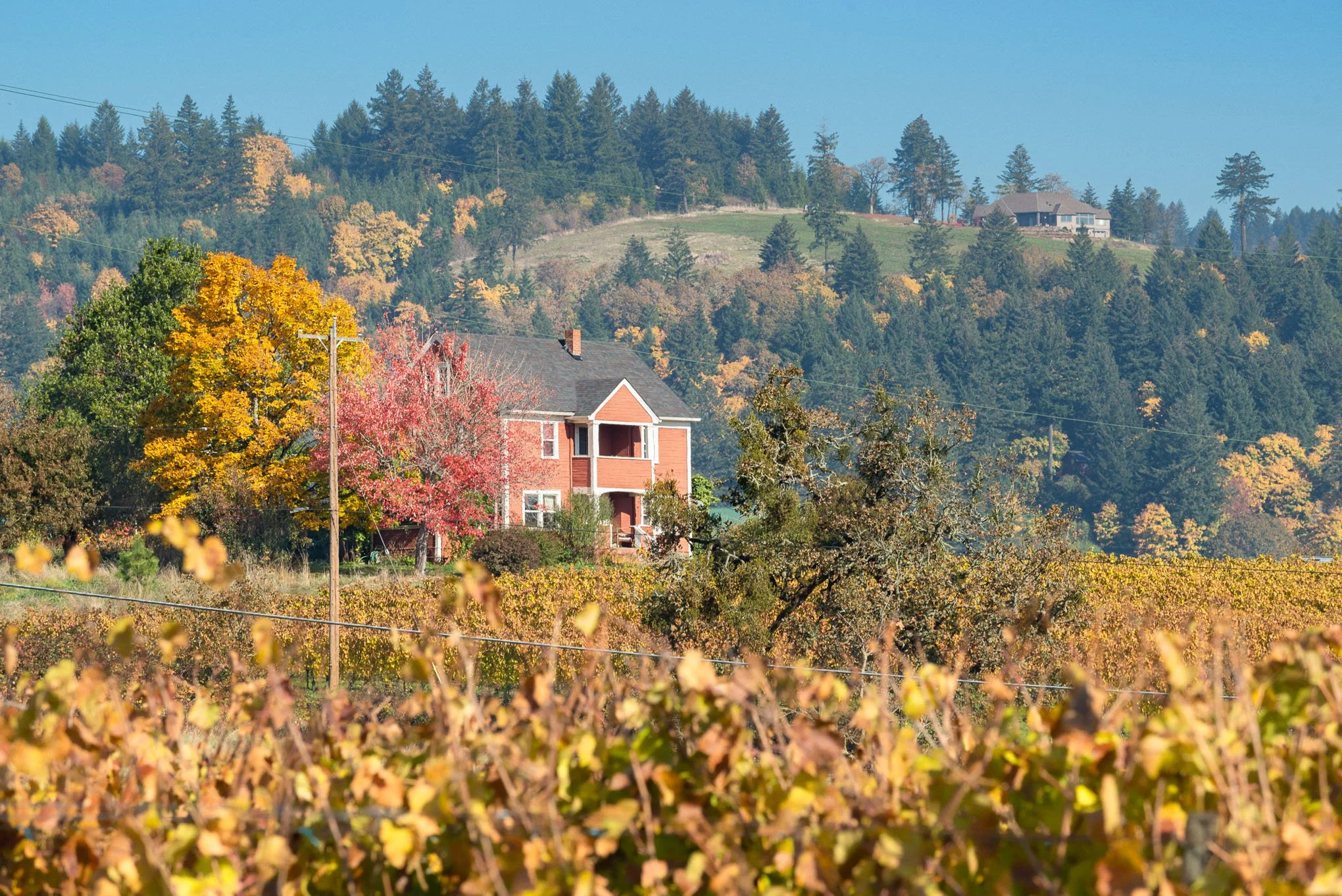 calkins-lane-newberg-oregon-fall-colors-landscape-photography-brendan-alex-phoenix.jpg