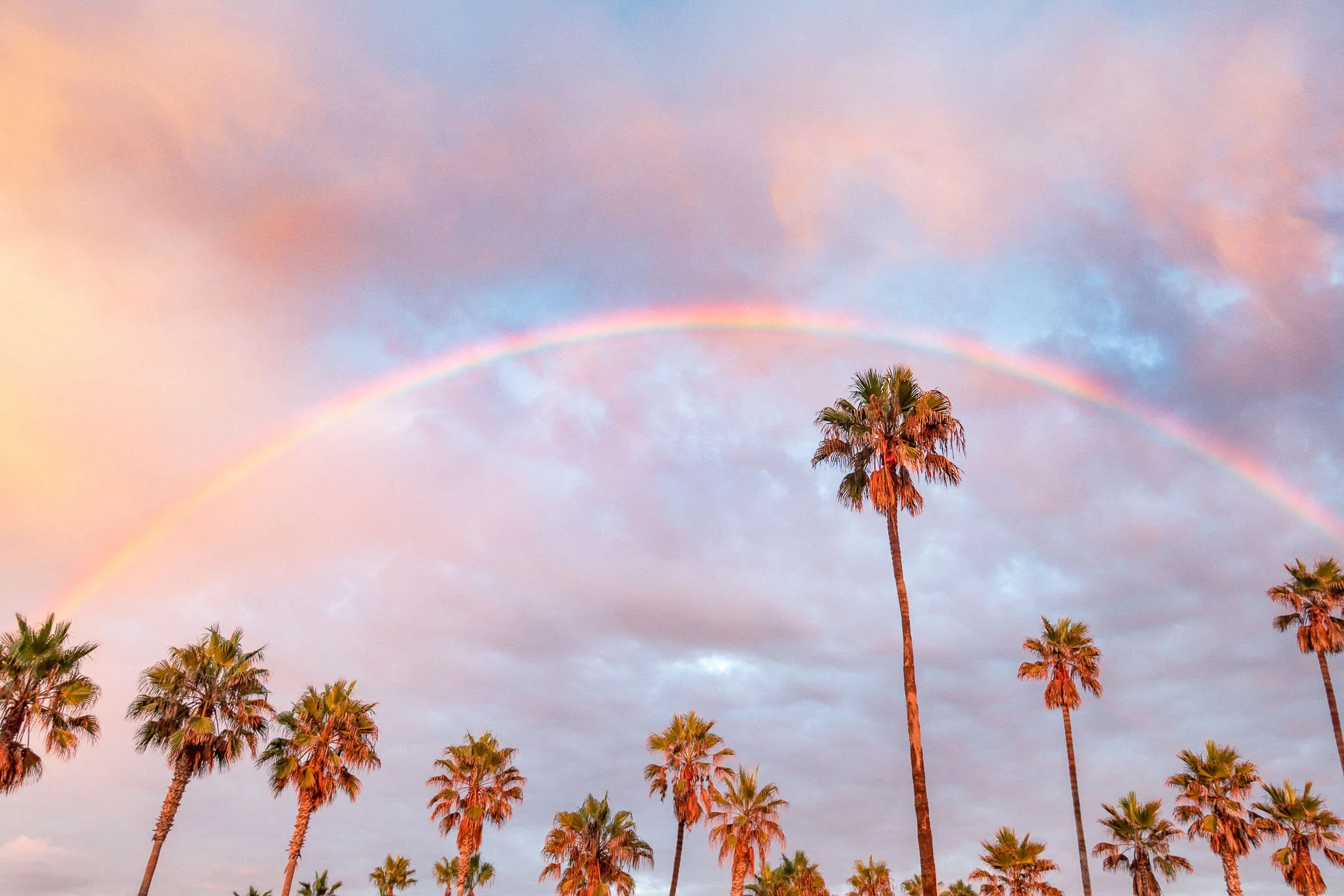 rainbow-grove-newport-beach-california-rainbow-over-palm-trees-sunset-sky-landscape-photography-brendan-alex-phoenix.jpg