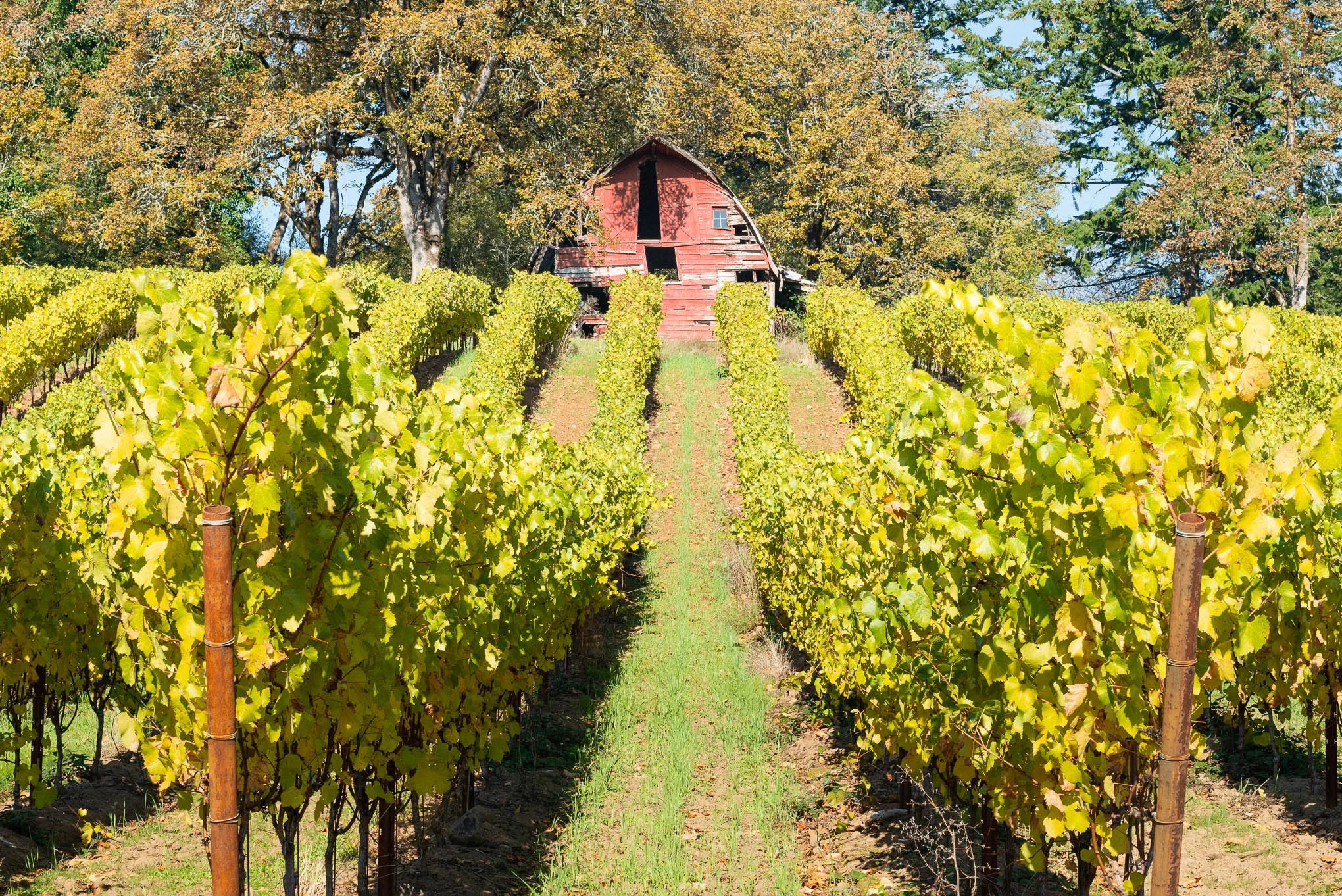 old-red-barn-newberg-oregon-vineyards-landscape-photography-by-brendan-alex-phoenix.jpg