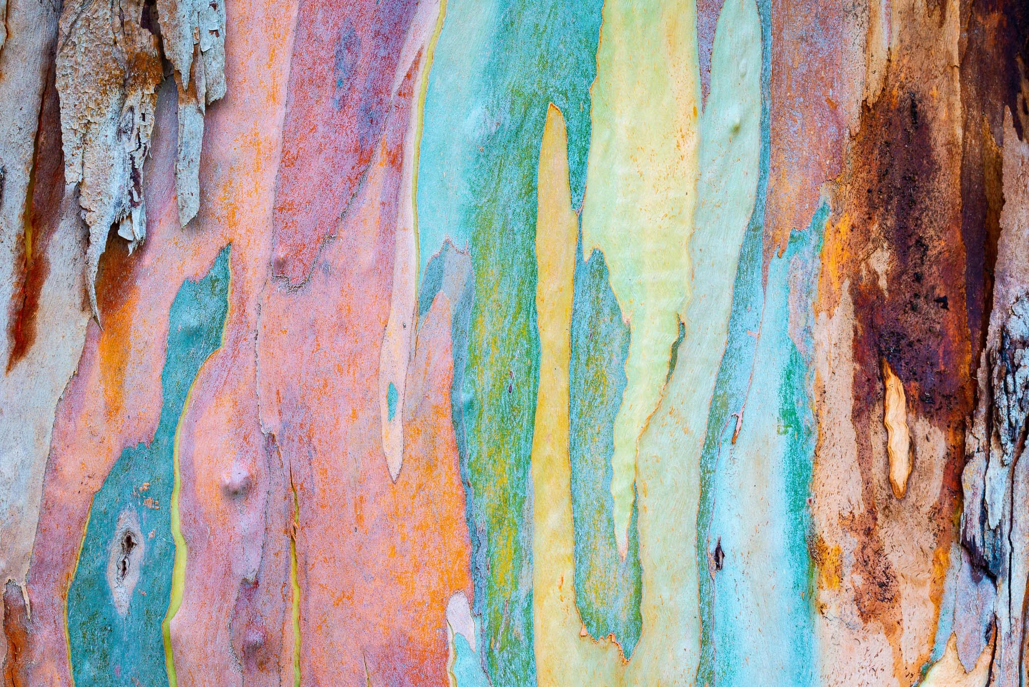 rainbow-eucalyptus-2-haleakala-highway-maui-landscape-photography-brendan-alex-phoenix.jpg