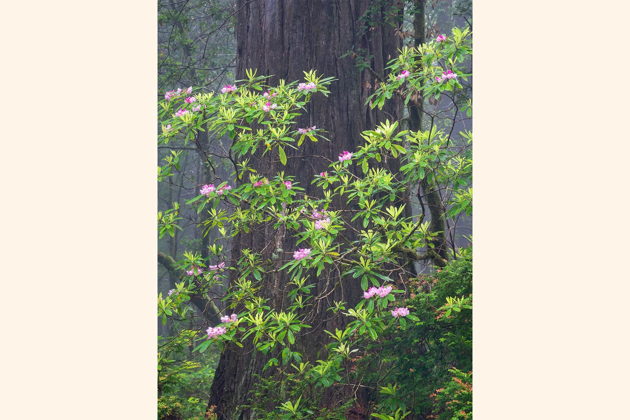veil-redwood-forest-rhododendron-bloom-misty-landscape-photography-northern-california-brendan-alex-phoenix.jpg