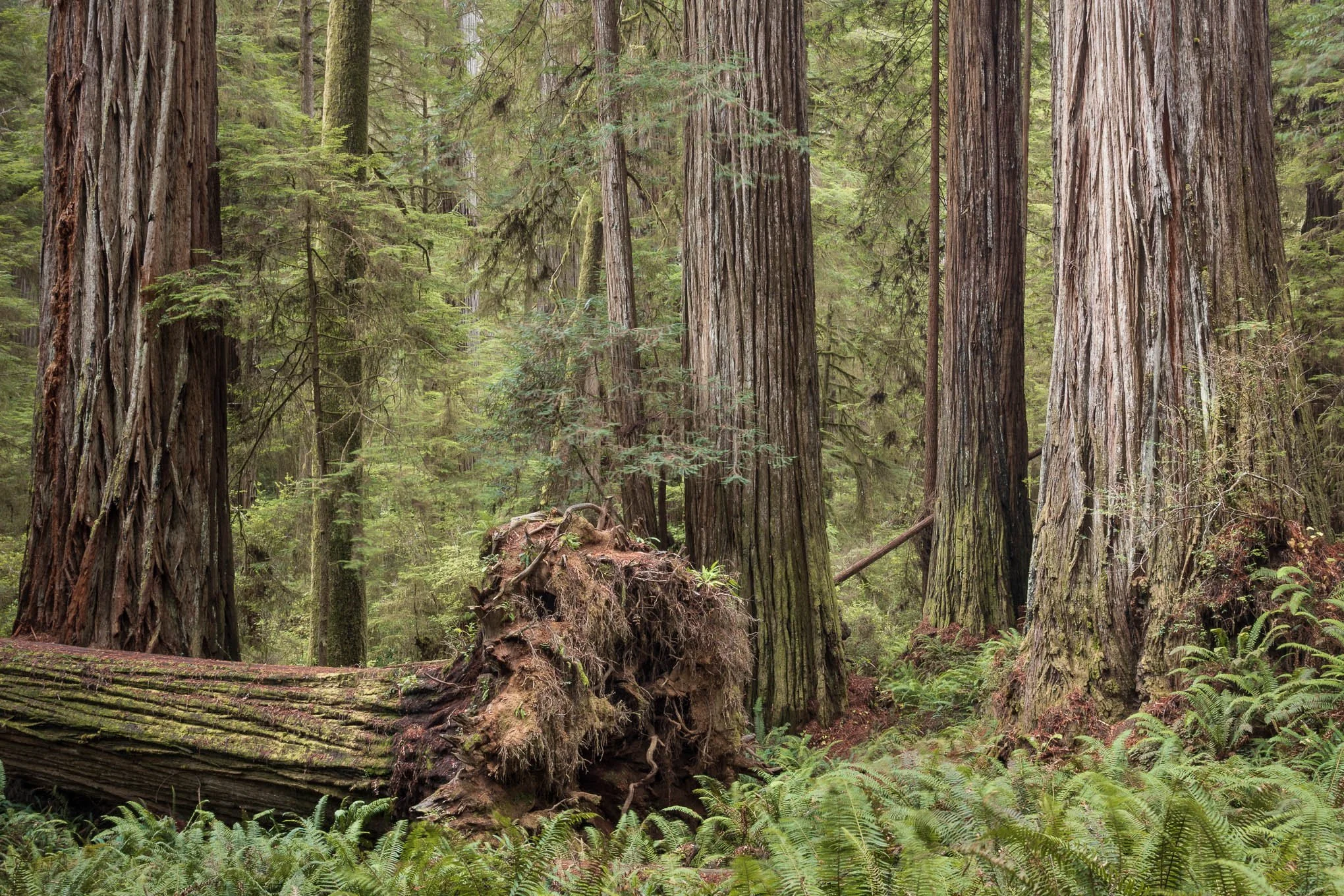 mourning-grove-ancient-redwood-forest-trees-boy-scout-trail-california-landscape-nature-photography-brendan-alex-phoenix.jpg