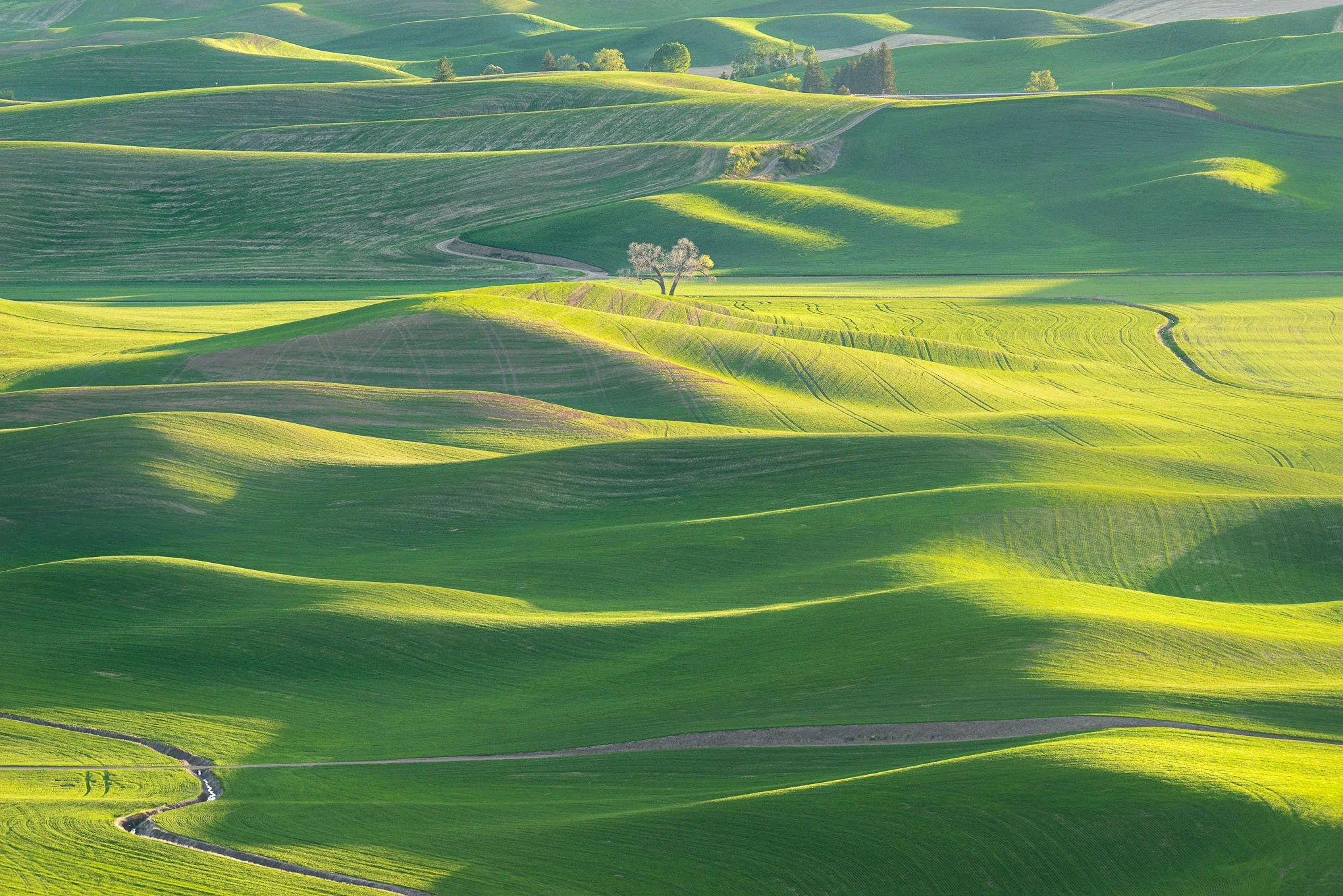 tree-of-life-palouse-hills-farmland-steptoe-butte-washington-cottonwood-tree-rolling-hills-landscape-photography-brendan-alex-phoenix.jpg