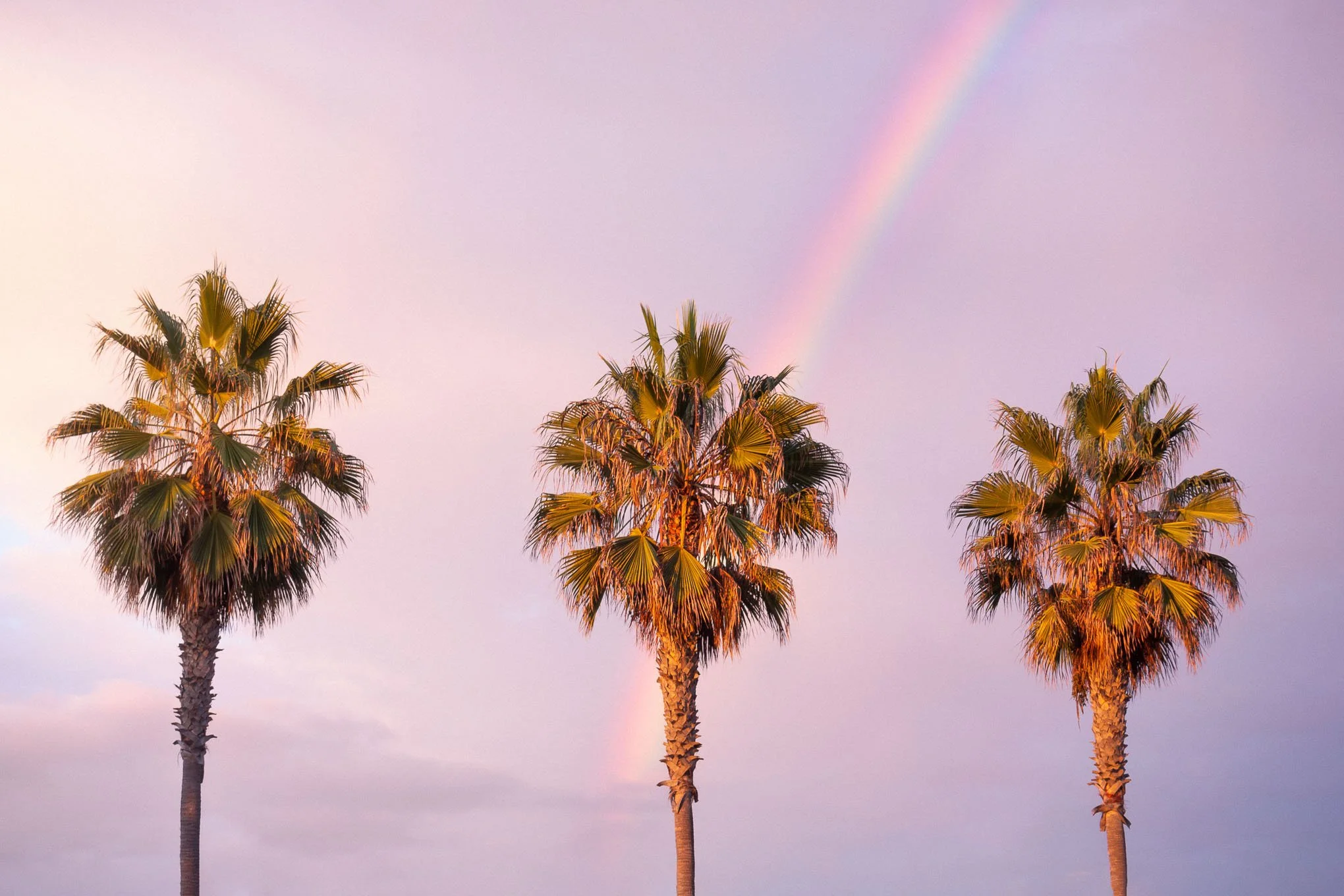 chosen-one-palm-trees-rainbow-magenta-sky-landscape-photography-brendan-alex-phoenix.jpg