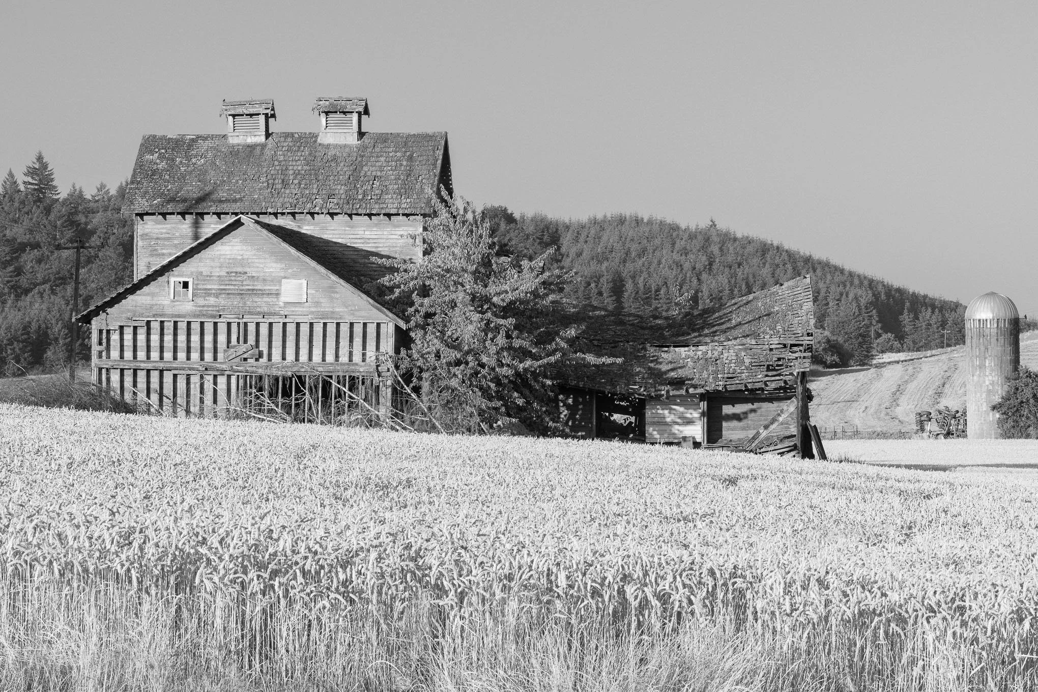 kuehne-road-barn-black-and-white-old-abandoned-farm-building-wheat-field-forest-hills-yamhill-county-oregon-rural-landscape-photography-brendan-alex-phoenix.jpg